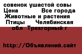 совенок ушастой совы › Цена ­ 5 000 - Все города Животные и растения » Птицы   . Челябинская обл.,Трехгорный г.